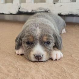 Pink - Blue tan and white female Beagle puppy in Henefer, Utah from Lazy G Kennels