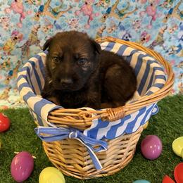Nova - Sable male German Shepherd puppy in Pelzer, South Carolina from Lisa's Canines