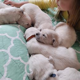Golden Retriever Puppies from Rosehaven Homestead