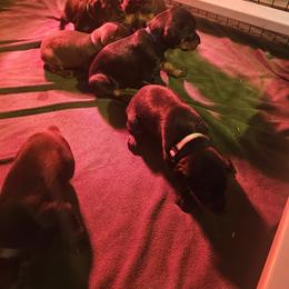 Doberman Pinscher Puppies from Stand Alone European Dobermans