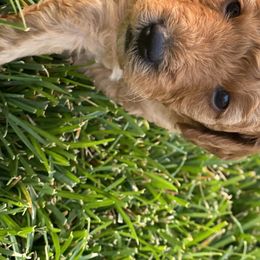 Goldendoodle Puppies from WW Doodles