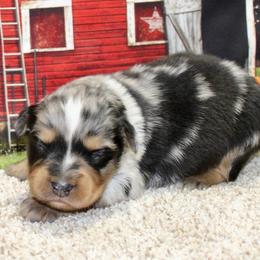 Blue Merle - Blue merle male Miniature Australian Shepherd puppy in Ronan, Montana from Dirt Road Aussie’s of Montana