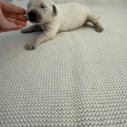 Girl no collar - Light golden female Golden Retriever puppy in Radcliff, Kentucky from It’s A Golden Life
