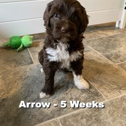 Girl 2 - Portuguese Water Dog puppy in Lakeview, Michigan from Cedar Creek Portuguese Water Dogs