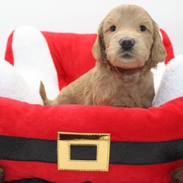 Giza - Gold female Australian Cobberdog puppy in Bellingham, Minnesota from Whispering Prairie Australian Cobberdog