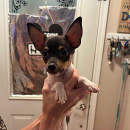 Pup L2 - White black and tan male Toy Fox Terrier puppy in Clermont, Florida from Debbie Hiles's Toy Fox Terriers