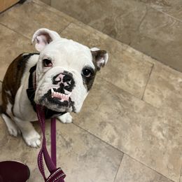 Bulldog Puppies from Bulldogzilla Breeders