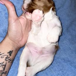 Cavalier King Charles Spaniel Puppies from Cassie’s Cavaliers