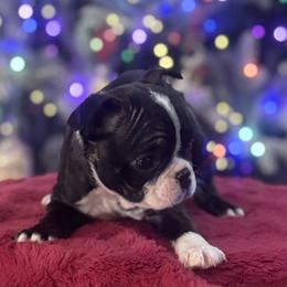 Stripe - Black brindle and white male Boston Terrier puppy in North Carolina from H & H Boston Terriers