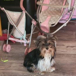 Bailey - Yorkshire Terrier