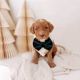 Goose - 12 Days of Christmas - Red  male Goldendoodle puppy in Syracuse, Indiana from The Doodle Cove