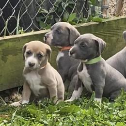 Mountain Cur Puppies from Walnut Ridge Mountain Curs
