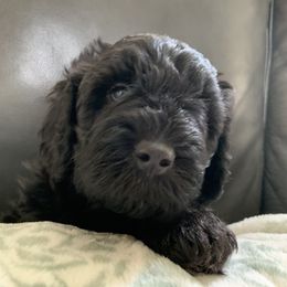 Sheepadoodle Puppies from Riley Grace Puppies