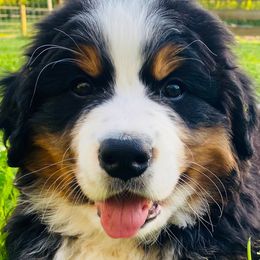 Bernese Mountain Dogs from Rooted Branch Farm