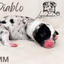 Diablo - Blue merle male Toy Australian Shepherd puppy in Leitchfield, Kentucky from Legendmaker MAS