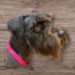 Aviel - Miniature Schnauzer