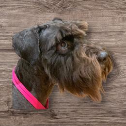 Aviel - Miniature Schnauzer