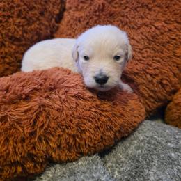 Baby Boy Green - Light golden male Golden Retriever puppy in Clarksville, Tennessee from 255 Goldens