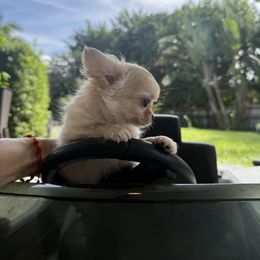 Mini boy 1lb 5500 - Cream and white male Chihuahua puppy in Miami, Florida from Natalias Tiny Chihuahuas