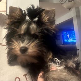 Gypsy - Biewer Terrier