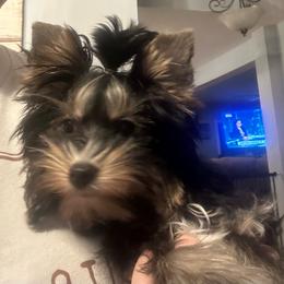Gypsy - Biewer Terrier