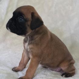 Nikki - Fawn female Boxer puppy in Thompson, Pennsylvania from Moonlitboxers
