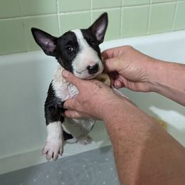 Bull Terrier Puppies from Bulls On Parade