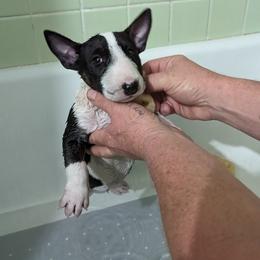 Bull Terrier Puppies from Bulls On Parade