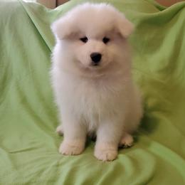 Samoyed Puppies from Limelight Samoyeds