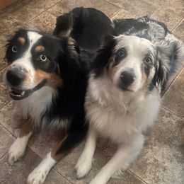Australian Shepherds from Sara's Nor-Cal Aussies