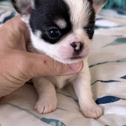 Chip - Black and white male Chihuahua puppy in Spring Hill, Florida from Stardom Chihuahuas & CKCS