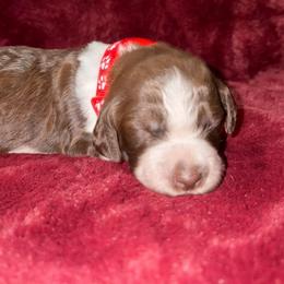 Red - Liver roan female Brittany puppy in Adairsville, Georgia from Rocking L Farms