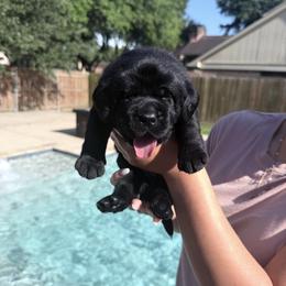 Hank - Black male Labrador Retriever puppy in Rosenberg, Texas from Eastland Labradors