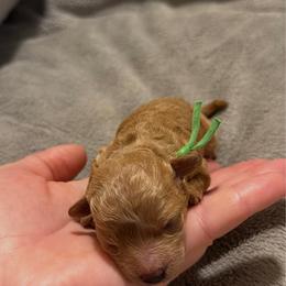 Maple - Red  female Poodle puppy in Elkhorn, Nebraska from Orel Toy & Miniature Poodles