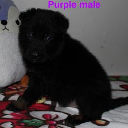 Purple male - Bi-color male German Shepherd puppy in Ann Arbor, Michigan from Von Der Havier German Shepherds