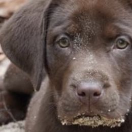 Labrador Retrievers from B&L Chocolate Farm