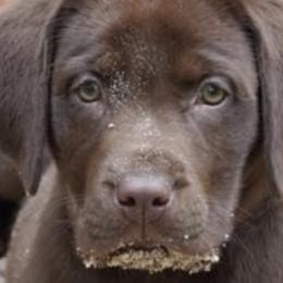 Labrador Retrievers from B&L Chocolate Farm