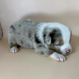 Ollie - Red merle male Miniature Australian Shepherd puppy in Hokes Bluff, Alabama from Alegria Toy Aussies