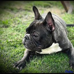 Cookie - French Bulldog