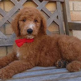 Bernedoodles and Poodles from The Elegant Poodle