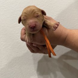 Girl 6 - Golden female Golden Retriever puppy in Victorville, California from Martinez Goldens