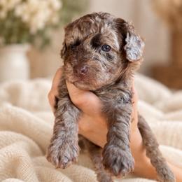 Charles - Merle male Goldendoodle puppy in Millville, California from Hope Lane Kennels