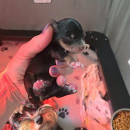 Girl 1 - Black and silver female Miniature Schnauzer puppy in Pittsboro, North Carolina from Starry Sky Schnauzers