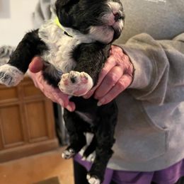 Portuguese Water Dog Puppies from WiccaBay
