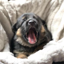 German Shepherds from Messer Family Farm