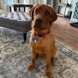 Odin - Yellow male Labrador Retriever puppy in Kissimmee, Florida from SunState Labs