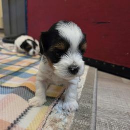 Monty (Boy 2) - Black tan and white male Biewer Terrier puppy in El Paso, Texas from De La Rosa Biewers
