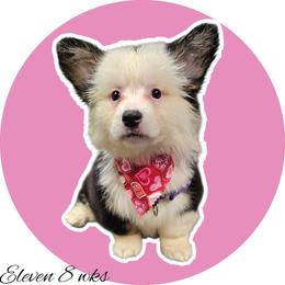 Eleven - Black and white female American Corgi puppy in Mansfield, Ohio from Moonrise corgis