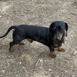 Clyde - Dachshund