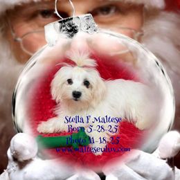 Stella - White female Maltese puppy in Silverhill, Alabama from Malteseuluv’s Tiny Treasurers